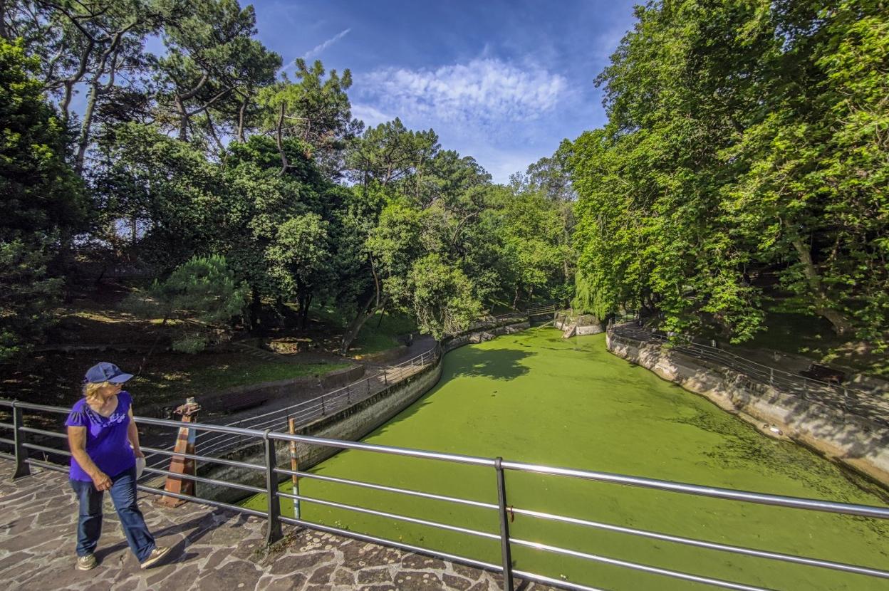 Imagen del estanque del parque de Mataleñas, cubierto por una capa verde natural compuesta por la lenteja de agua, una planta flotante. 