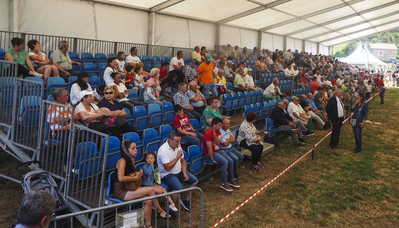 Este domingo se ha celebrado la 145 edición del Concurso-exposición del ganado vacuno frisón de San Antonio, en Renedo de Piélagos, que ha contado con la participación de 46 animales procedentes de 10 ganaderías de la región. En este marco, se han otorgado los premios más relevantes, incluso el de 'Gran Vaca Campeona', que en esta ocasión ha recaído en la ganadería Llera Her S.C, de Valdáliga. La feria forma parte de las actividades que se han celebrado en el municipio para celebrar la festividad de San Antonio, entre las que también destaca un concurso monográfico de mastín español; la feria agroalimentaria Gran Fiesta de la Leche, arrastre de bueyes y un espectáculo ecuestre.