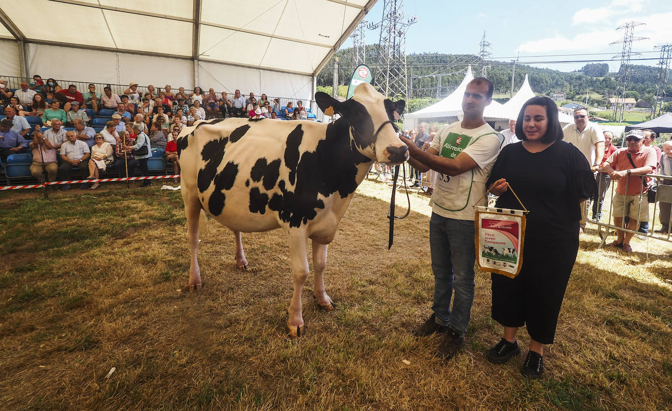 Este domingo se ha celebrado la 145 edición del Concurso-exposición del ganado vacuno frisón de San Antonio, en Renedo de Piélagos, que ha contado con la participación de 46 animales procedentes de 10 ganaderías de la región. En este marco, se han otorgado los premios más relevantes, incluso el de 'Gran Vaca Campeona', que en esta ocasión ha recaído en la ganadería Llera Her S.C, de Valdáliga. La feria forma parte de las actividades que se han celebrado en el municipio para celebrar la festividad de San Antonio, entre las que también destaca un concurso monográfico de mastín español; la feria agroalimentaria Gran Fiesta de la Leche, arrastre de bueyes y un espectáculo ecuestre.