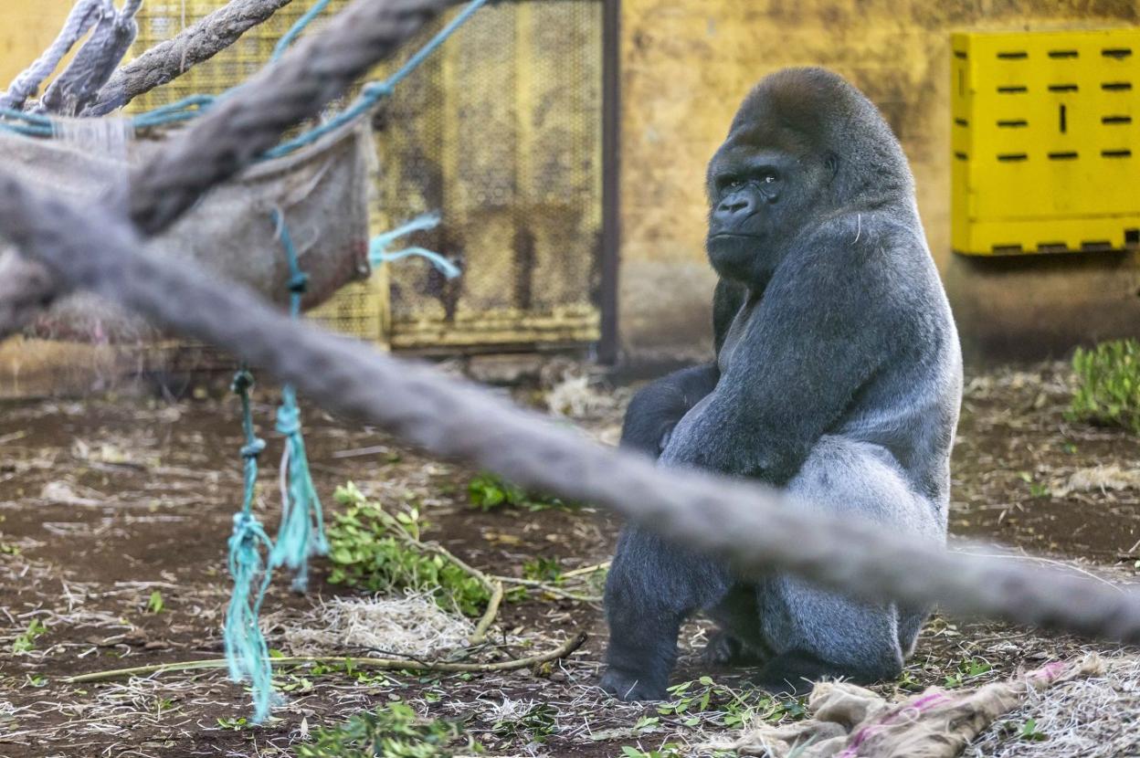 El gorila macho de Cabárceno, Niky, fue el más afectado por el contagio de covid. 