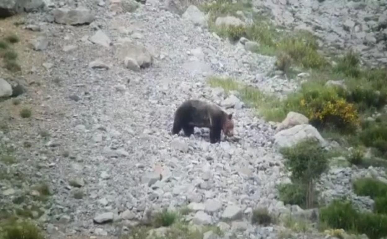 La osa, instantes después de la caída que sufrió tras la pelea con el macho.