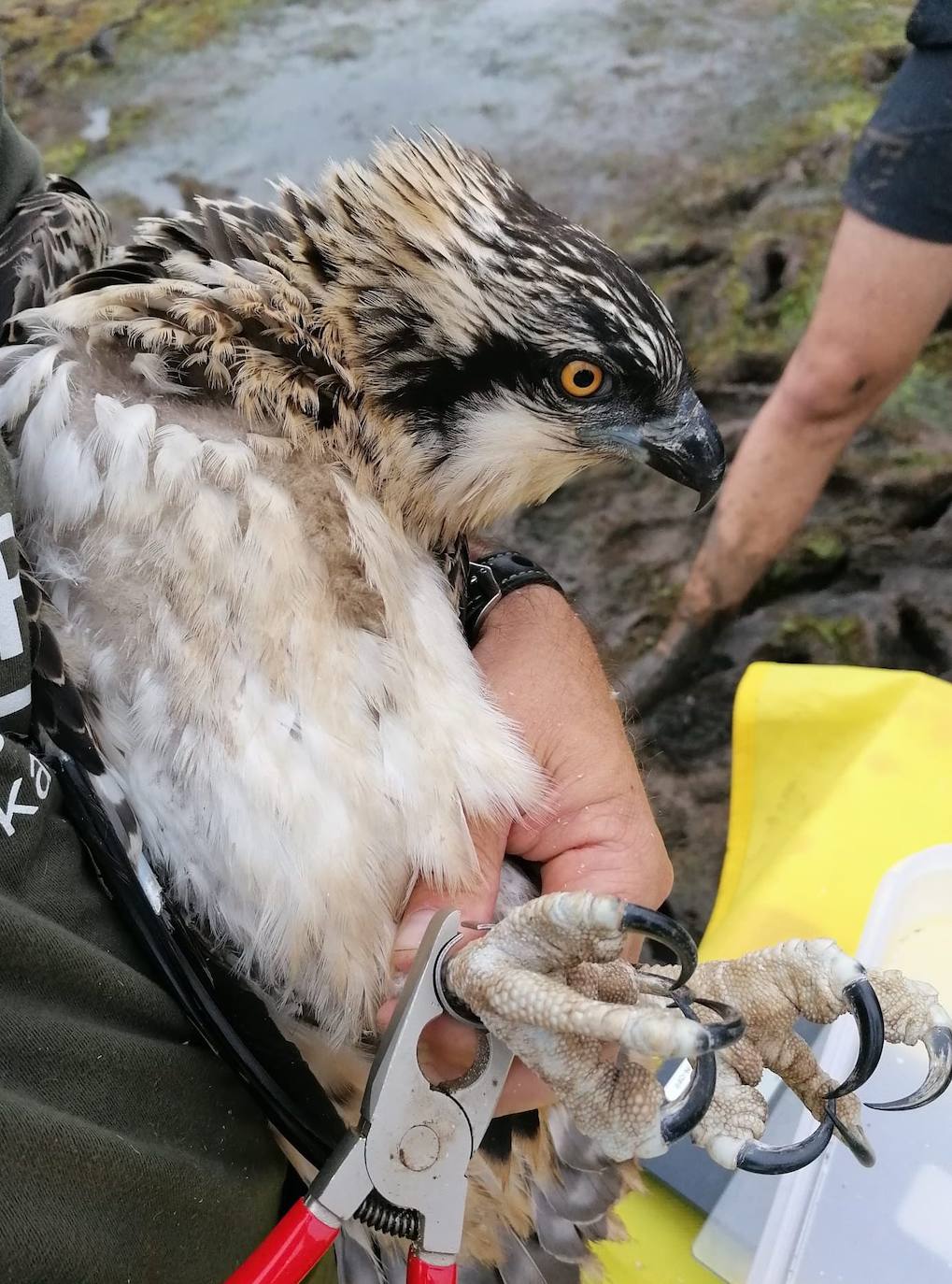 Fotos: Así han anillado a los dos primeros pollos de águila pescadora nacidos en Santander