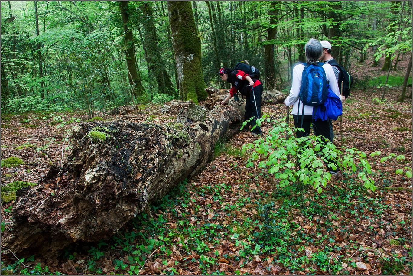 CI PN de Oyambre y ENP de Saja Nansa. Plazas libres: 9. Duración: 4,15 horas. Desnivel acumulado: 258 metros. Distancia: 7,60 km. Tipo de recorrido: Circular. Tipo de firme: Pistas forestales y senderos. Dificultad: Media.