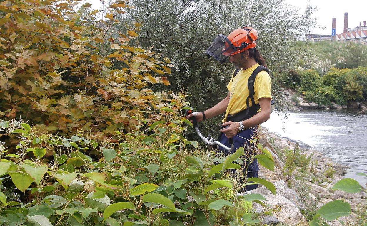 Un operario elimina plantas invasoras en la ribera del Saja-Besaya.