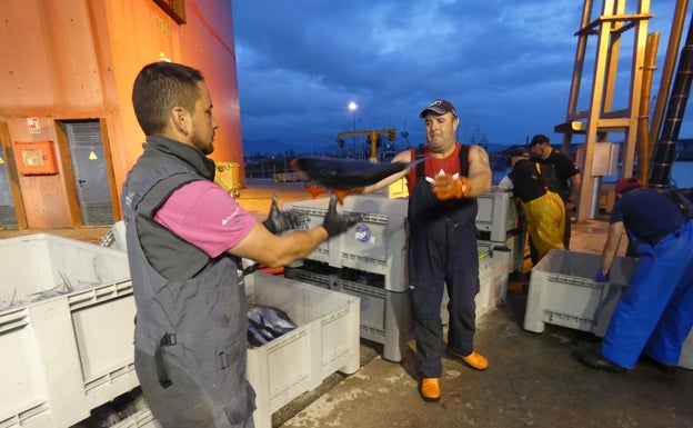 Imagen principal - Los ejemplares pescados uno a uno de forma artesanal se seleccionan fuera del barco antes de la subasta 