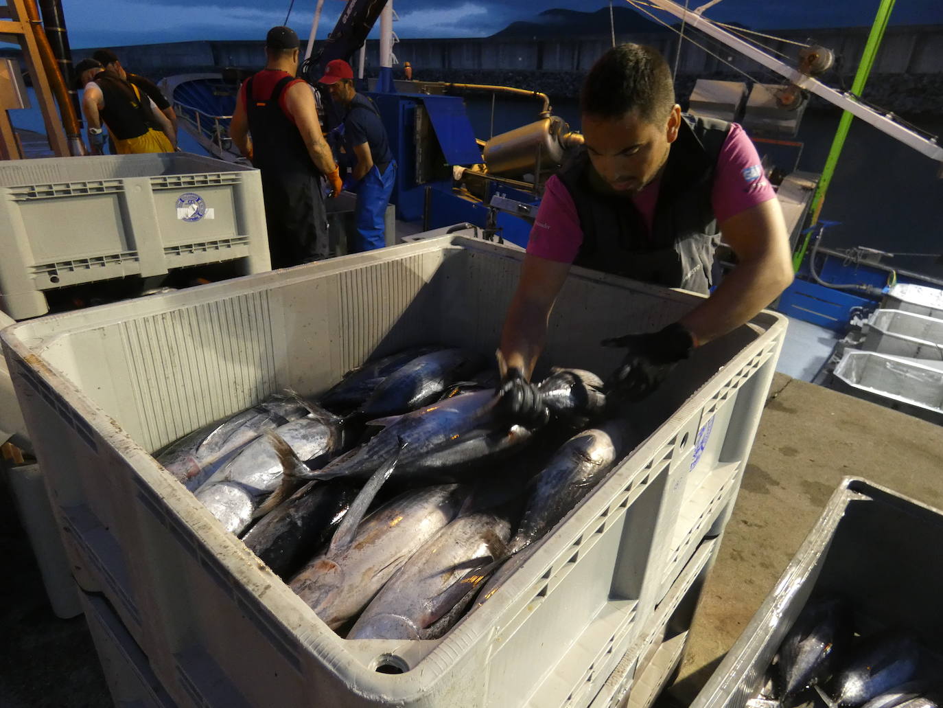 Fotos: La costera del bonito, en imágenes