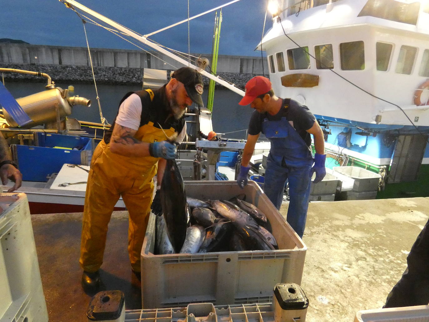 Fotos: La costera del bonito, en imágenes