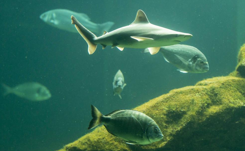 Uno de los tres tiburones que llegó el pasado miércoles al Museo Marítimo. 