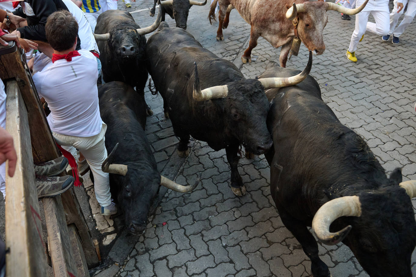 Los toros pasan por el tramo de Telefónica antes de su llegada al callejón. 