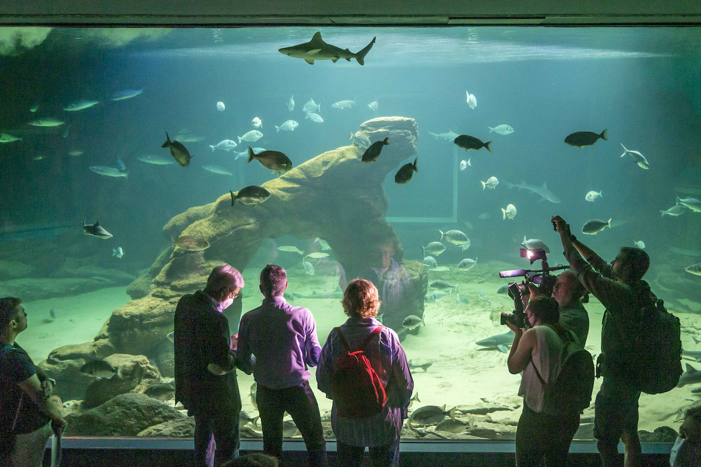 Fotos: Así son los tres nuevos tiburones grises del MMC
