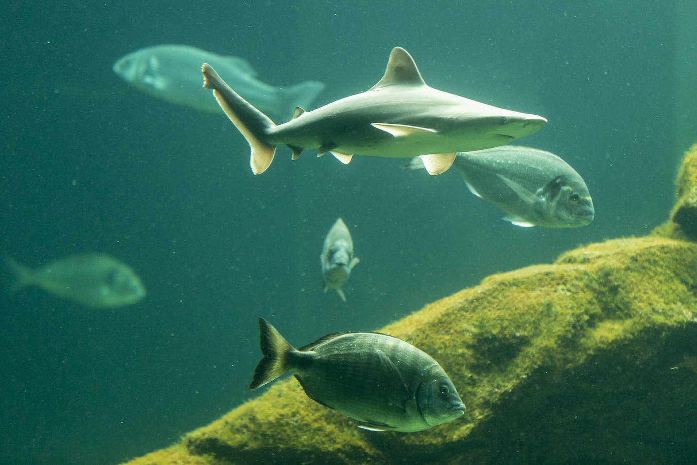 Fotos: Así son los tres nuevos tiburones grises del MMC
