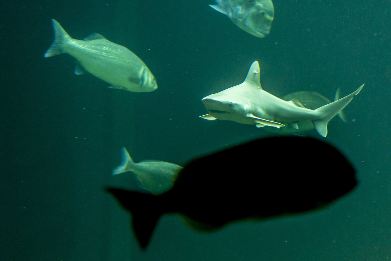Fotos: Así son los tres nuevos tiburones grises del MMC