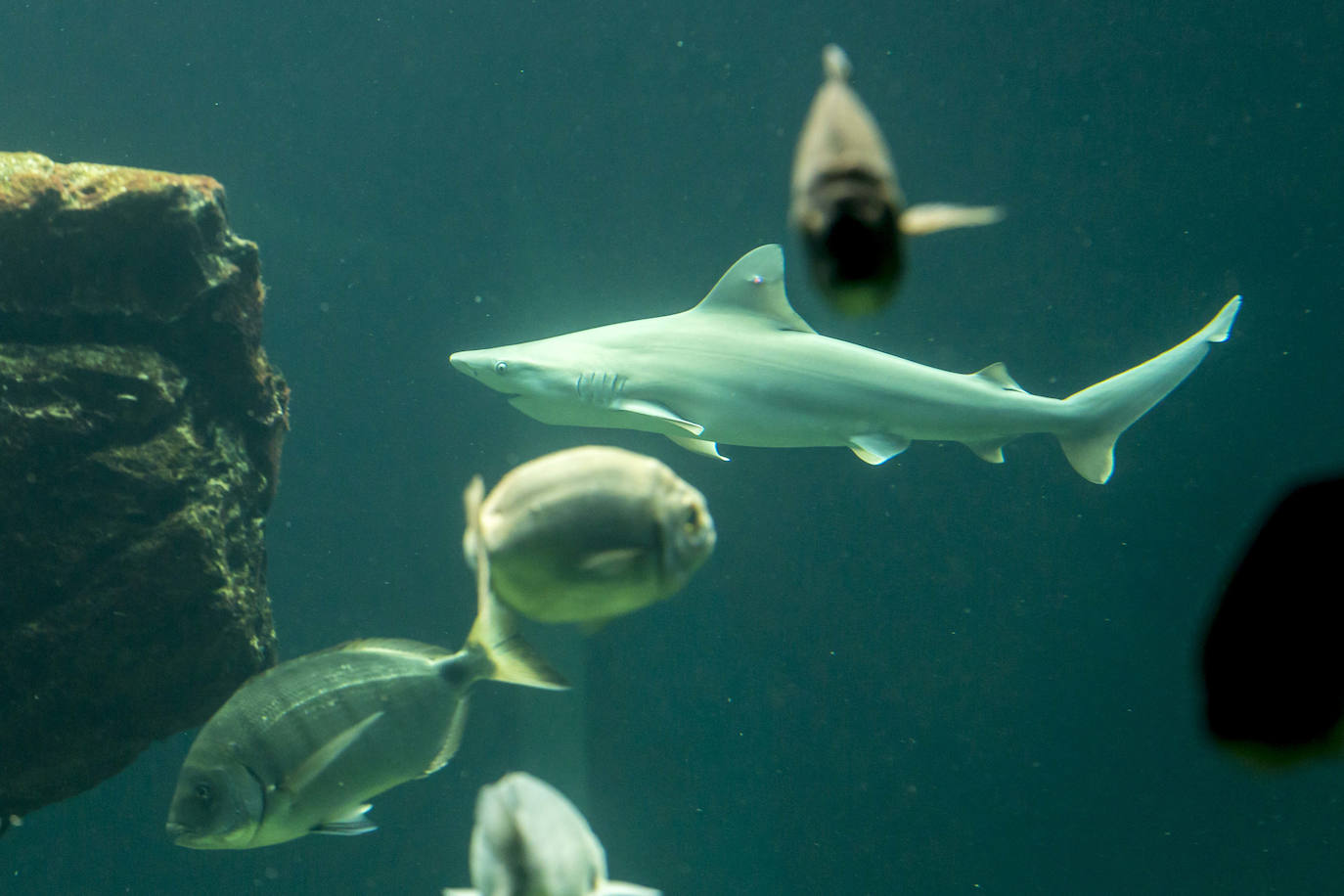 Fotos: Así son los tres nuevos tiburones grises del MMC