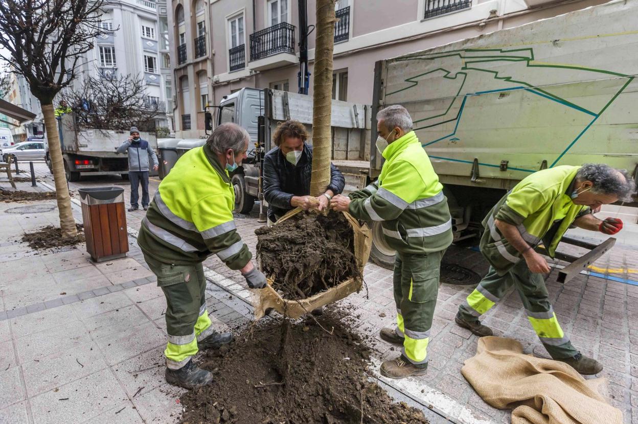 Operarios de parques y jardines cambiando los árboles en la calle Peña Herbosa. roberto ruiz