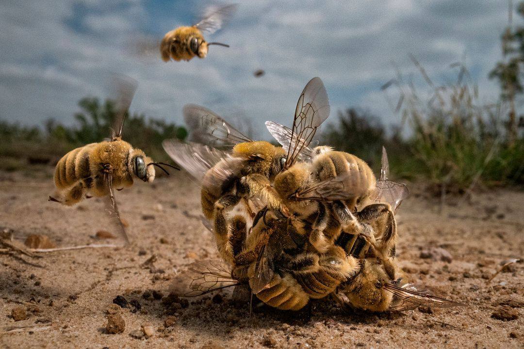 Texas, Estados Unidos. Un momento raro capturado de cerca: Diadasia rinconis ( Cactus Bees) pululando juntas en una bola de apareamiento , cada macho ansioso por convertirse en compañero de una hembra. Nativas de América, estas abejas se consideran una especie solitaria, lo que significa que viven sin la jerarquía y la estructura de sus contrapartes europeas, aunque todavía trabajan para polinizar cactus y ayudar a las plantas en el suroeste de Estados Unidos a prosperar.