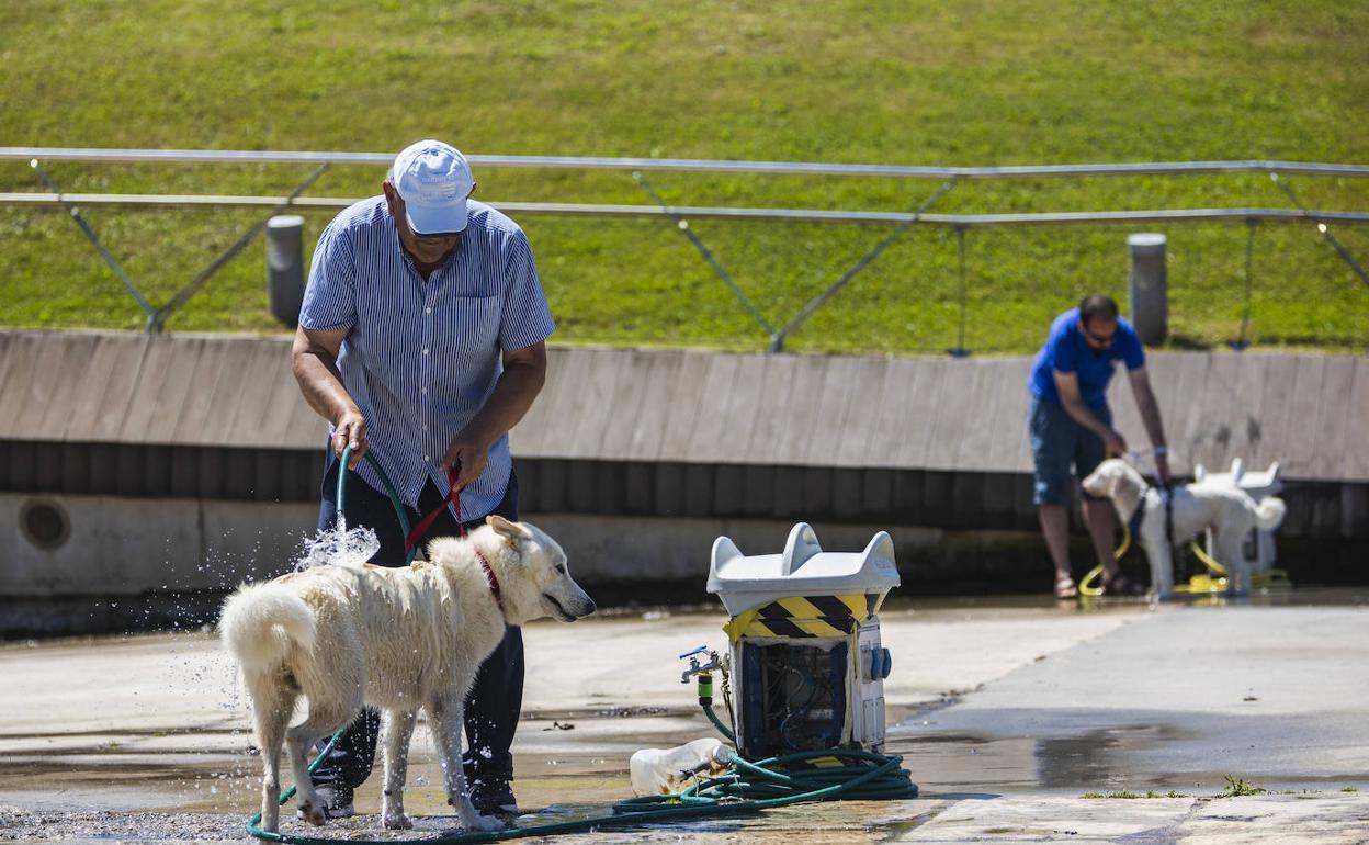 Dueños de perros refrescan a sus mascotas en Santander.