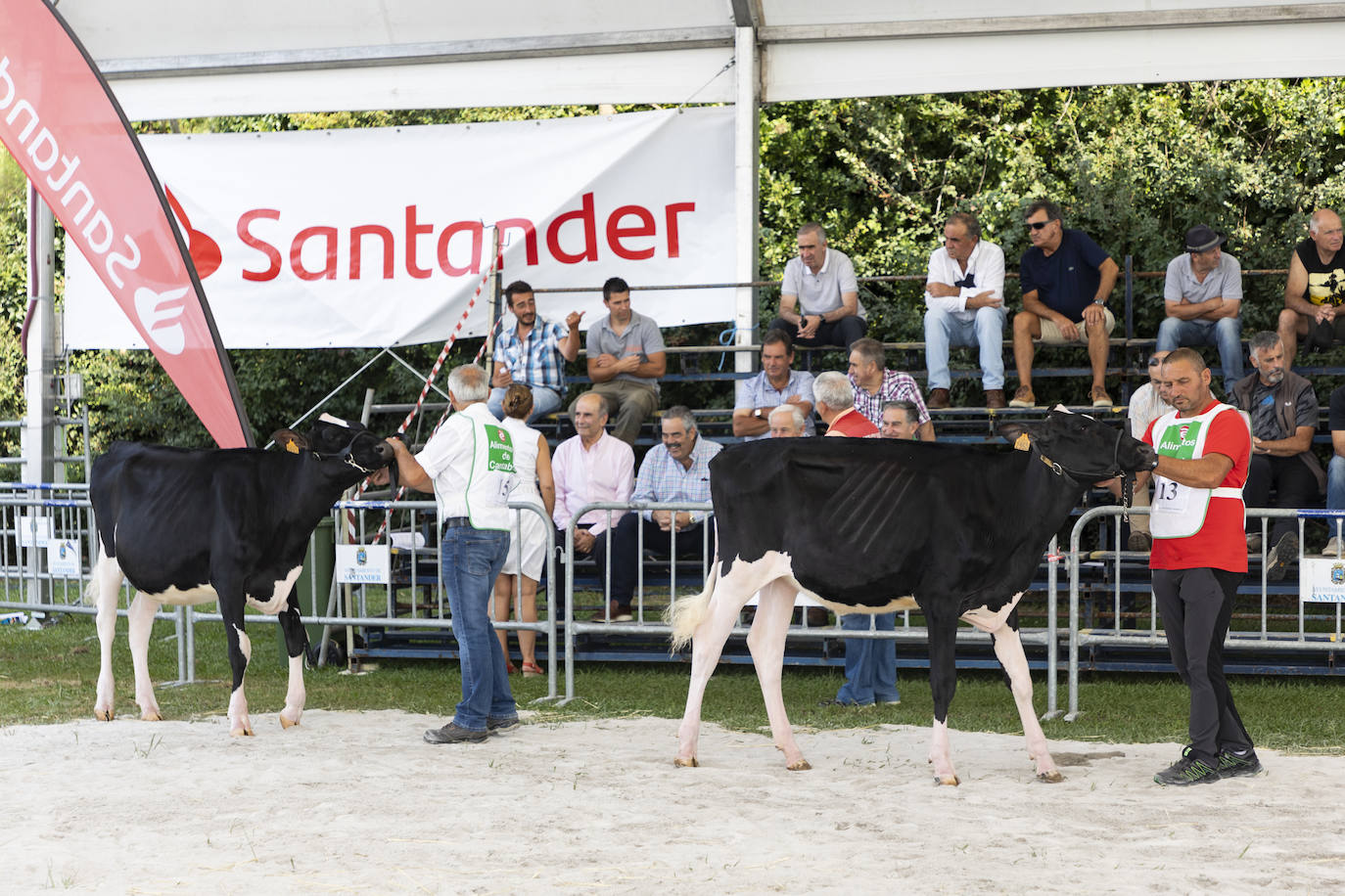 Fotos: El ganado vuelve a Mataleñas