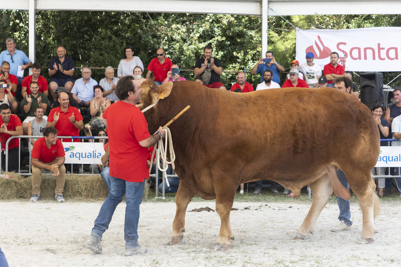 Fotos: Segunda jornada del I concurso de Ganado Vacuno de Mataleñas