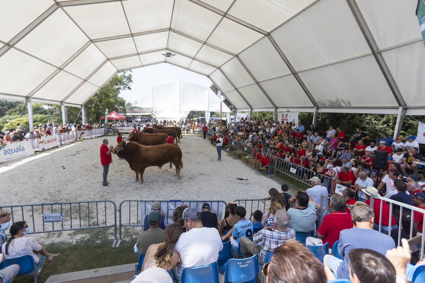 Fotos: Segunda jornada del I concurso de Ganado Vacuno de Mataleñas