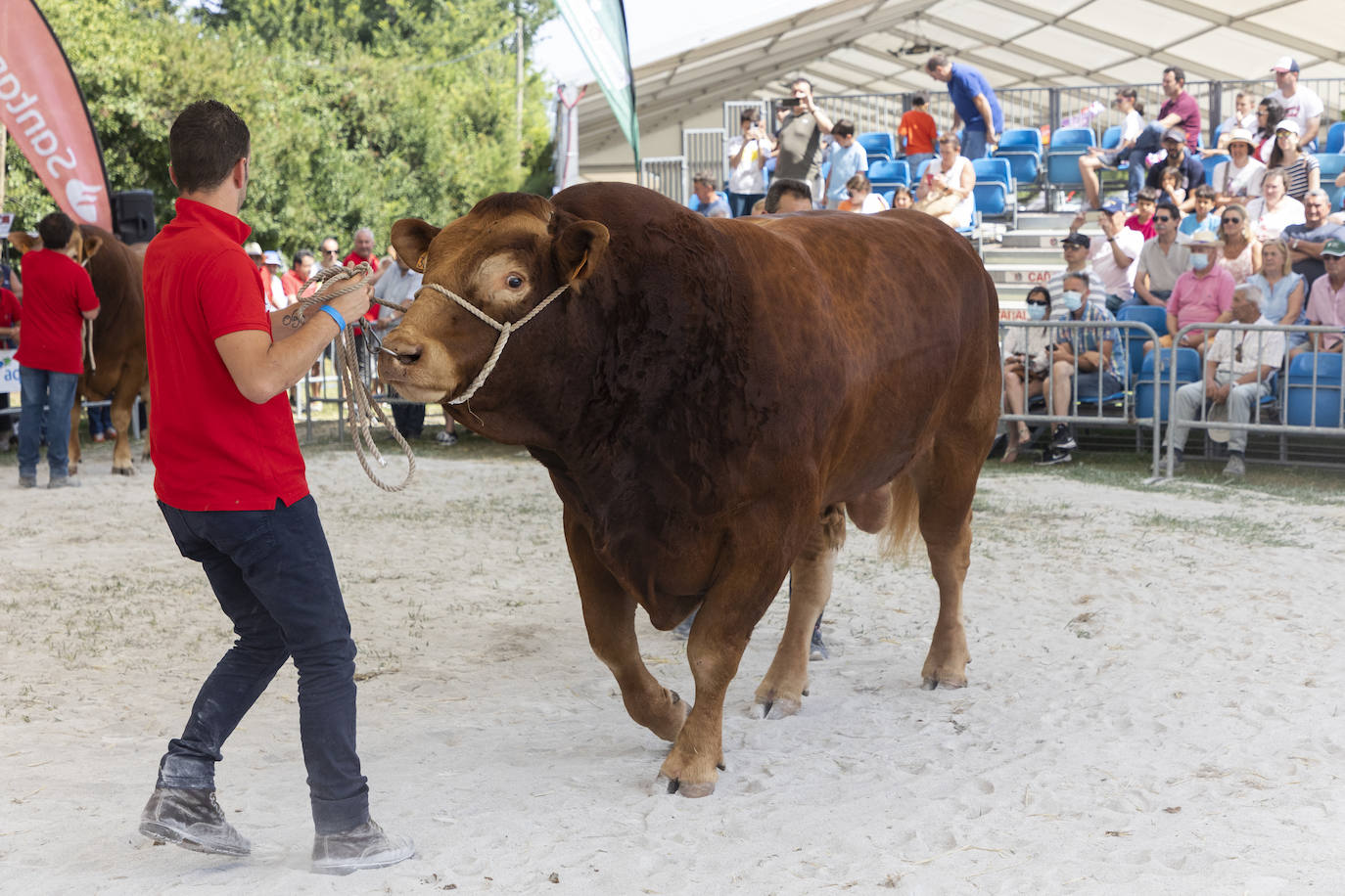 Fotos: Segunda jornada del I concurso de Ganado Vacuno de Mataleñas