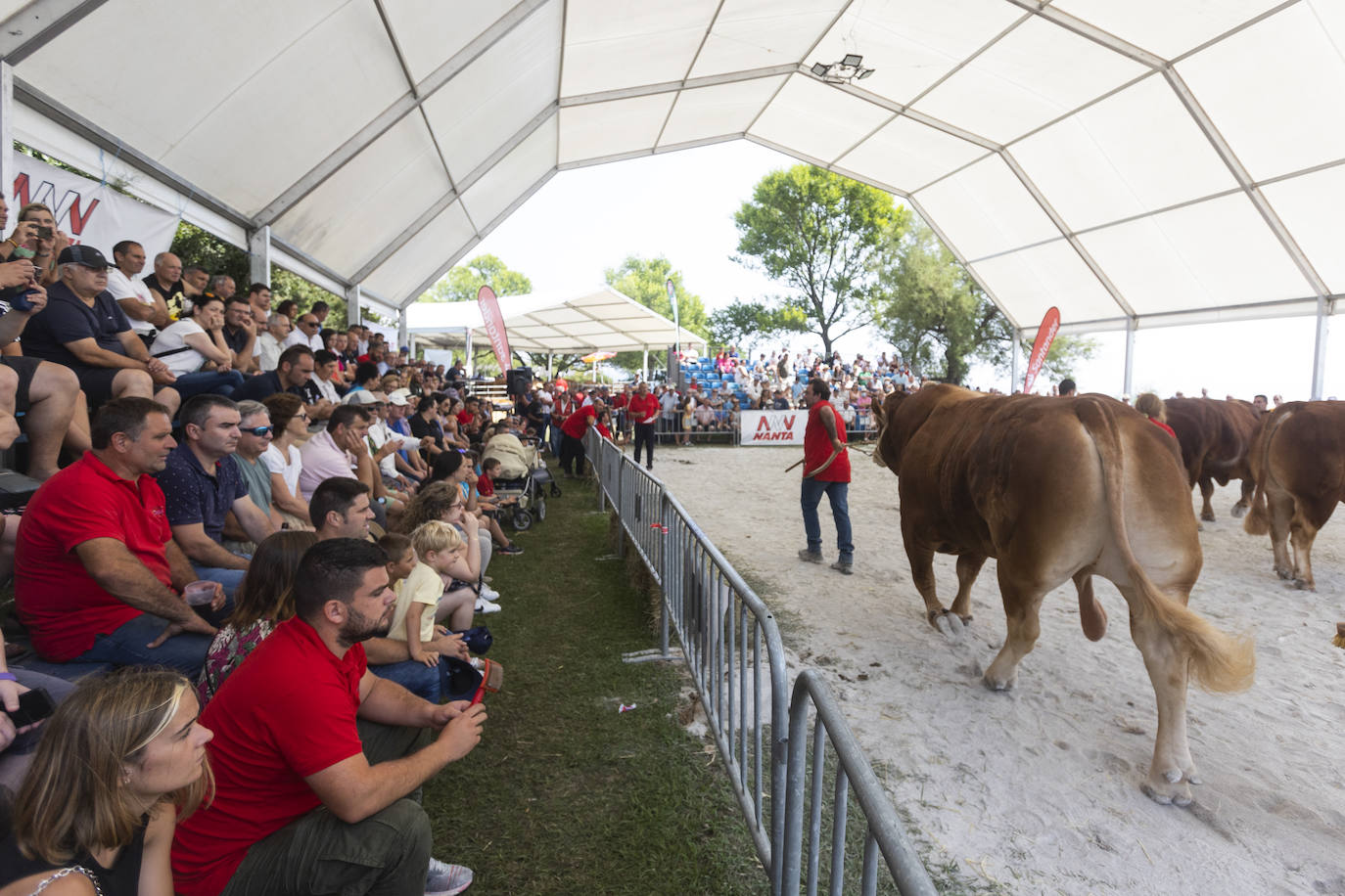 Fotos: Segunda jornada del I concurso de Ganado Vacuno de Mataleñas