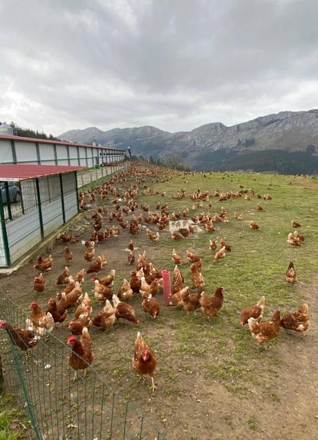 Imagen - Las gallinas camperas que Portilla tiene en un monte, a cinco kilómetros de San Felices.