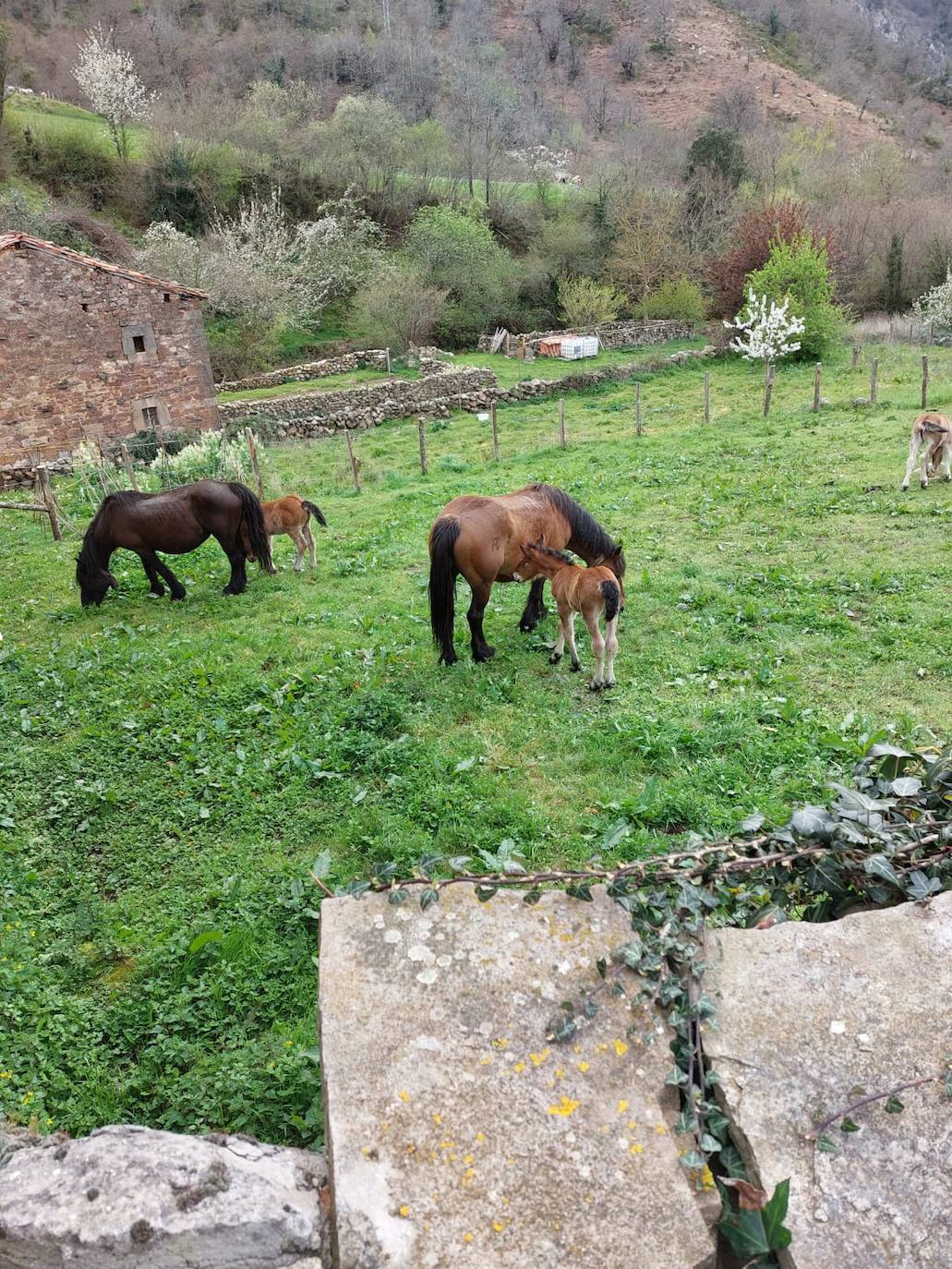 Fotos: Cicera, Pueblo de cantabria 2022, en imágenes