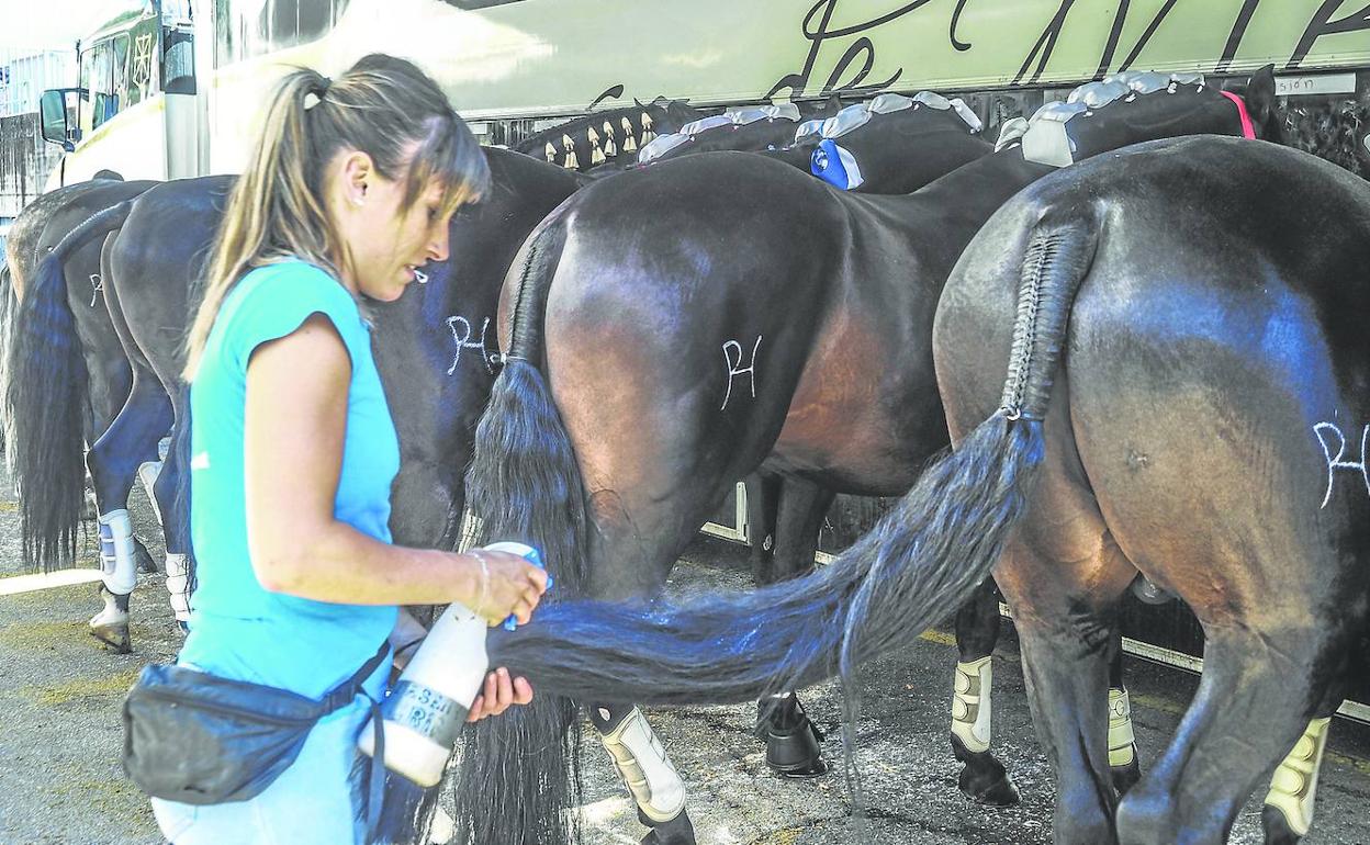 Ana saca lustre a uno de los caballos de la cuadra de Guillermo Hermoso de Mendoza antes de empezar el festejo.