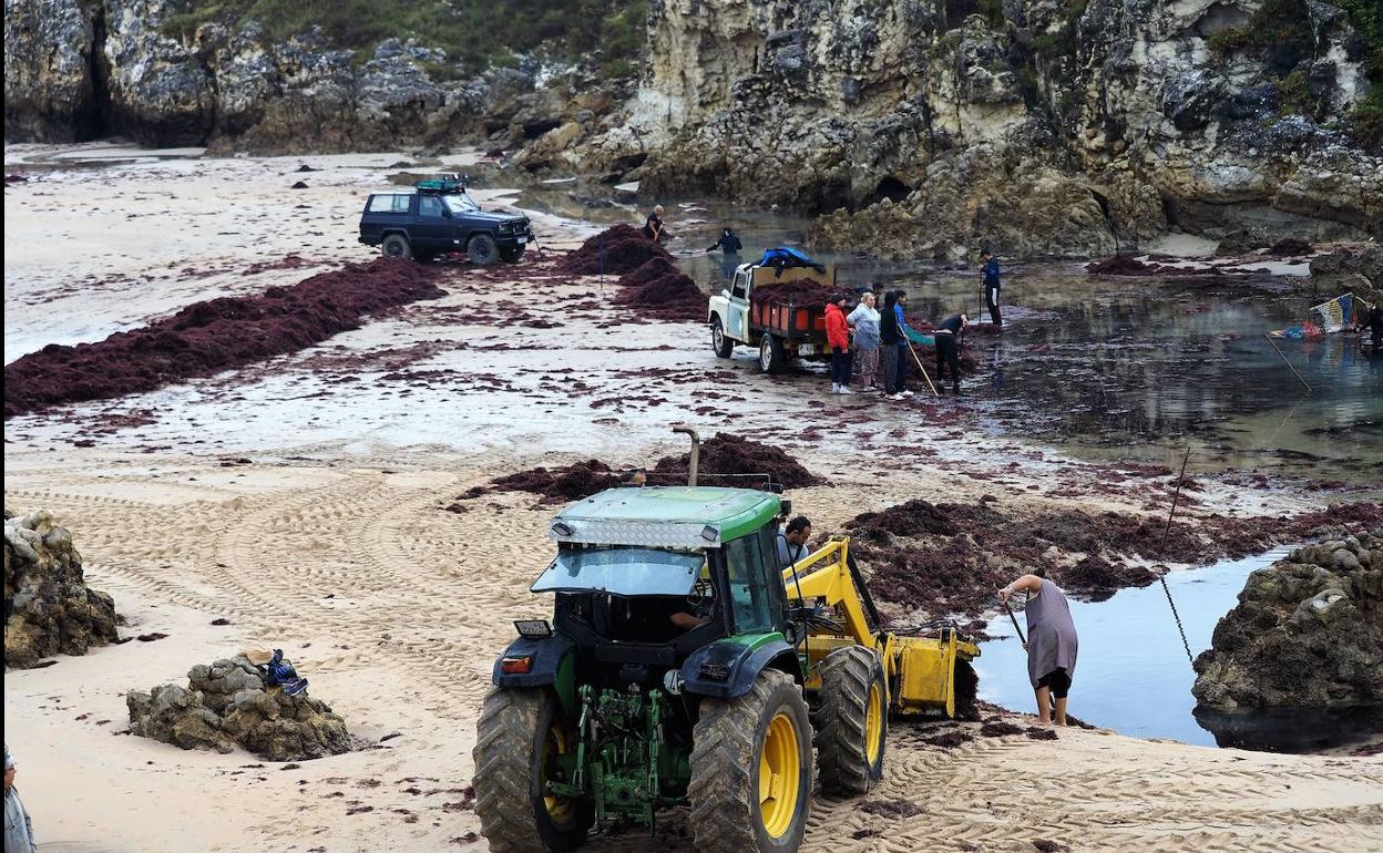 Extracción de caloca en la playa de La Maruca. 