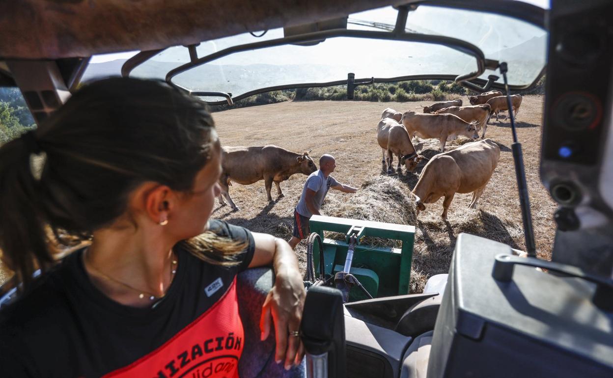 Nerea Gómez contempla cómo su padre echa forraje para alimentar a las vacas en un campo seco de Paracuelles. 