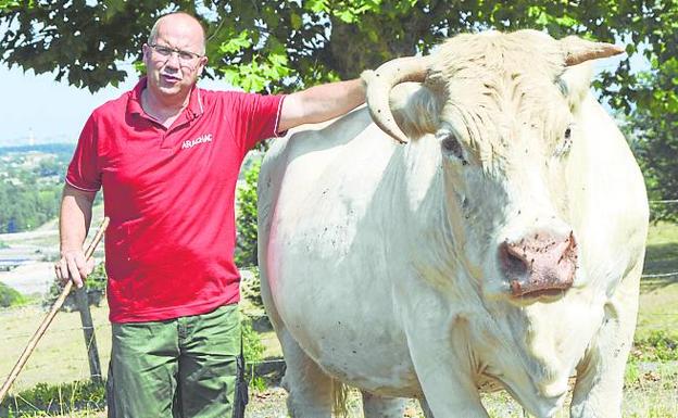 Velarde enseña en su finca a una de sus vacas charolesas. 