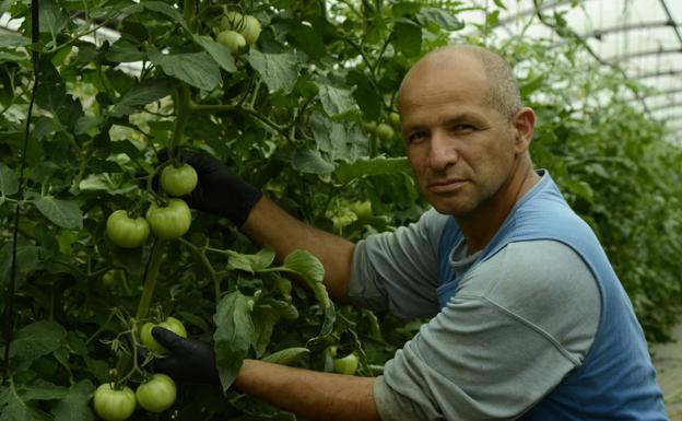 Luis Alberto Peláez Trabajador en el Solar de Valdés (Parbayón):  «Cuanto mejor cuides a la planta, mejores resultados te va a dar»