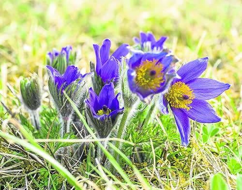 La pulsatilla se distribuye por las zonas montañosas y sus flores, en forma de campana, tienen un color azulado, violeta o púrpura intenso. Son una de las primeras flores que florecen en primavera.