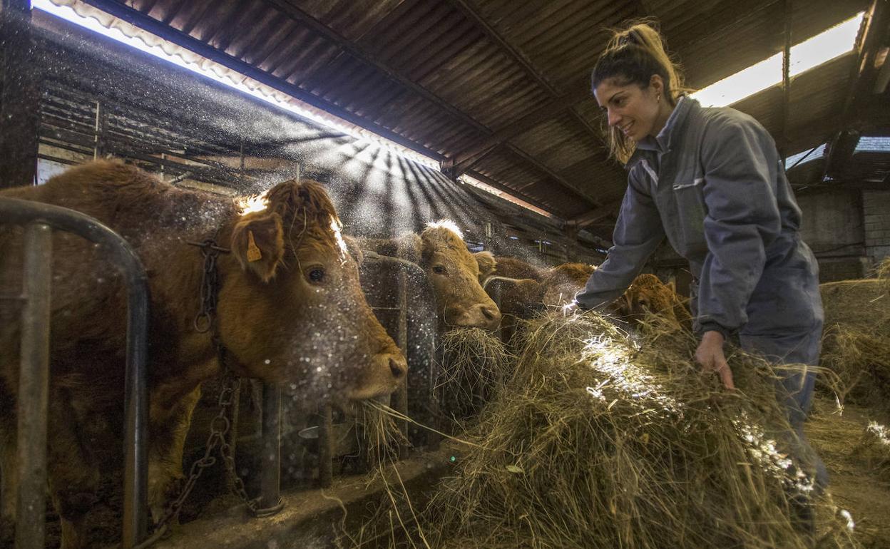 Mireia López, ganadera de la Ganadería Finca la Tejera, ubicada en Luena, alimenta a las vacas de su instalación.