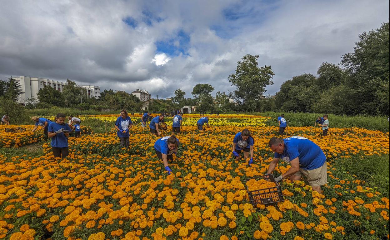 Integrantes de la Asociación Come Golayu que lo ha hechu güela recogen las flores en una de las huertas del entorno rural de Laredo. 