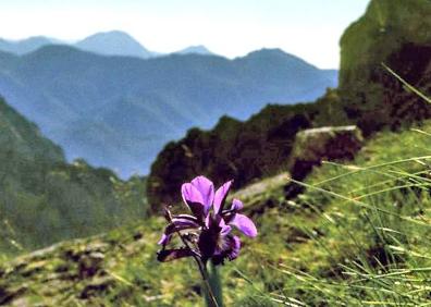 Imagen secundaria 1 - Dos de las flores que pueden encontrarse en el entorno del Parque Nacional de los Picos de Europa.