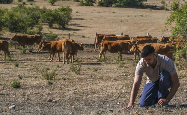 Bruno Hoyos, ganadero, muestra el terreno en Valdeprado del Río en el que pastan sus reses. Está seco.