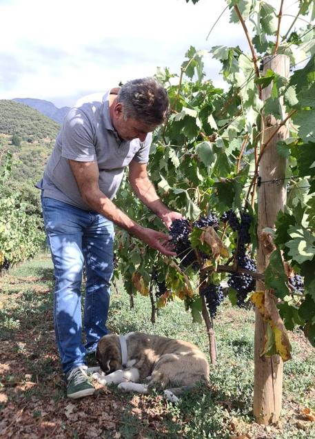 Imagen - Ángel Moreno inspecciona el viñedo. 