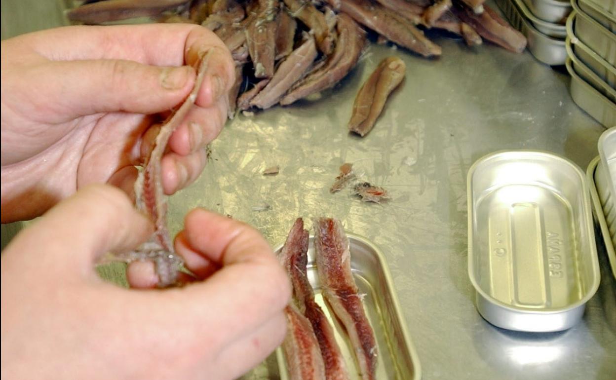 La elaboración de filetes de anchoa sigue siendo artesanal. 