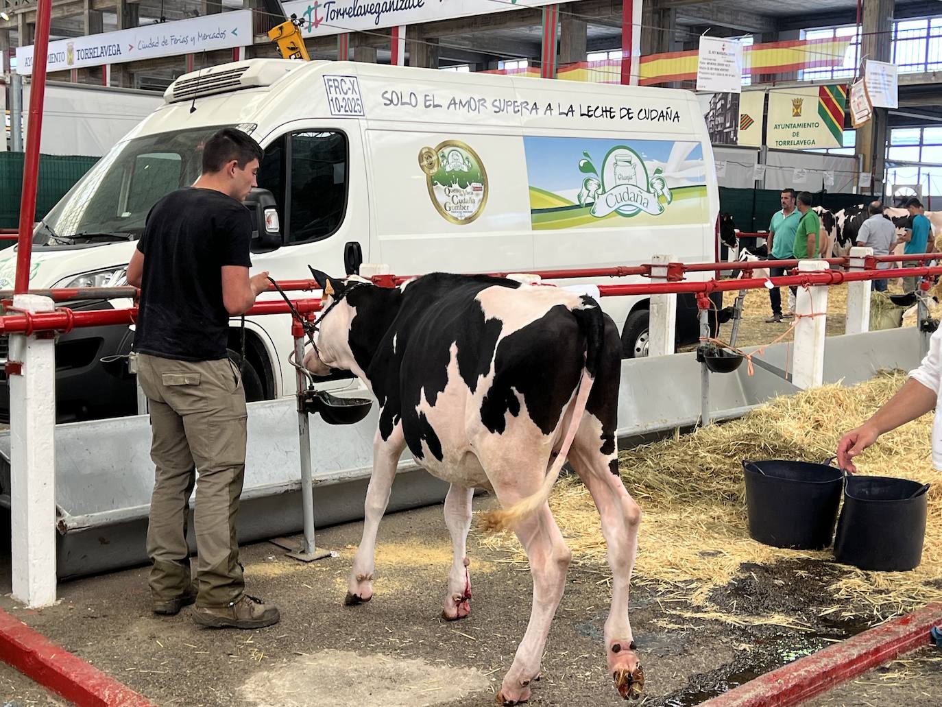 Fotos: Imágenes del Regional de vacas frisonas