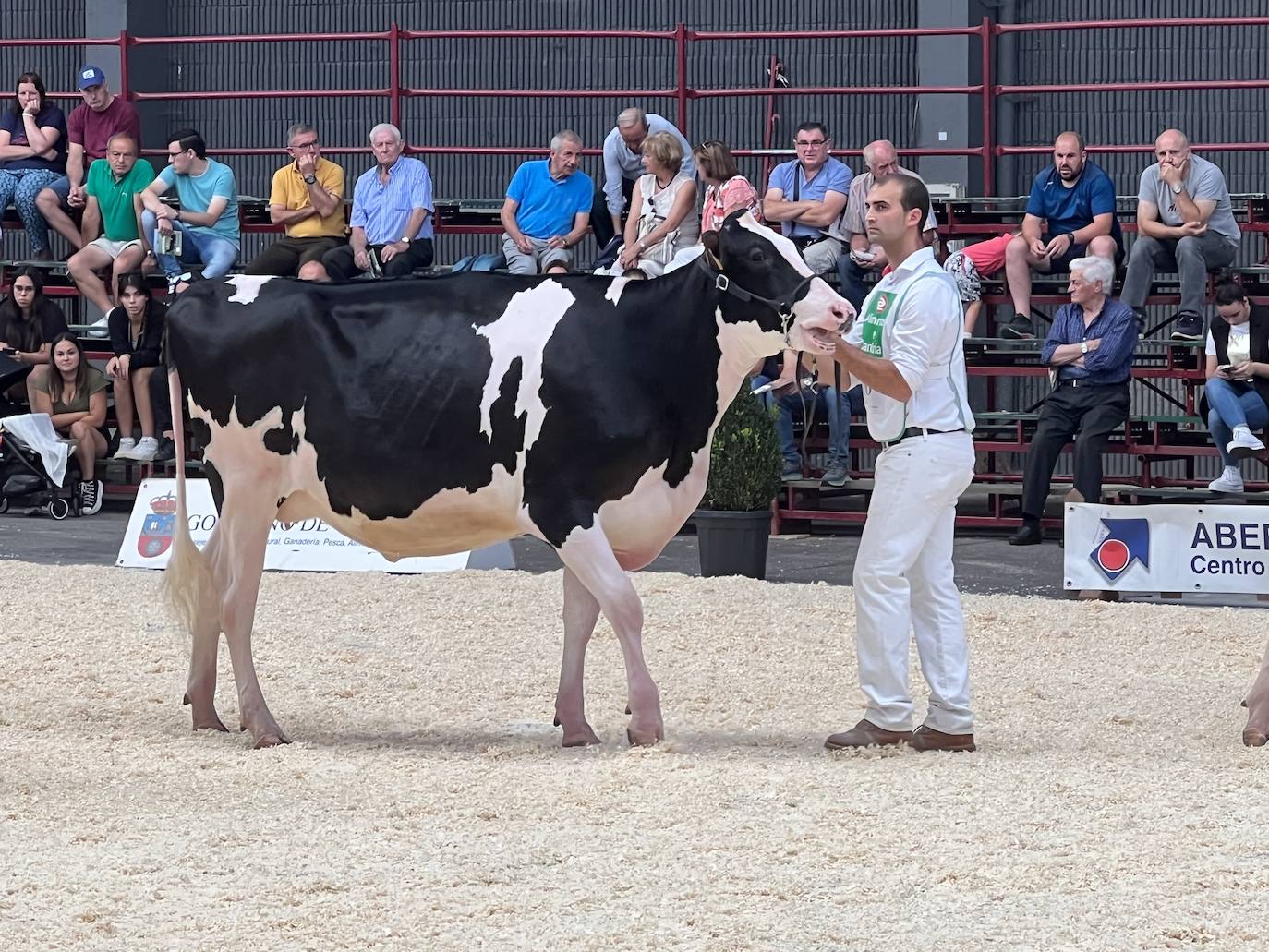 Fotos: Imágenes del Regional de vacas frisonas