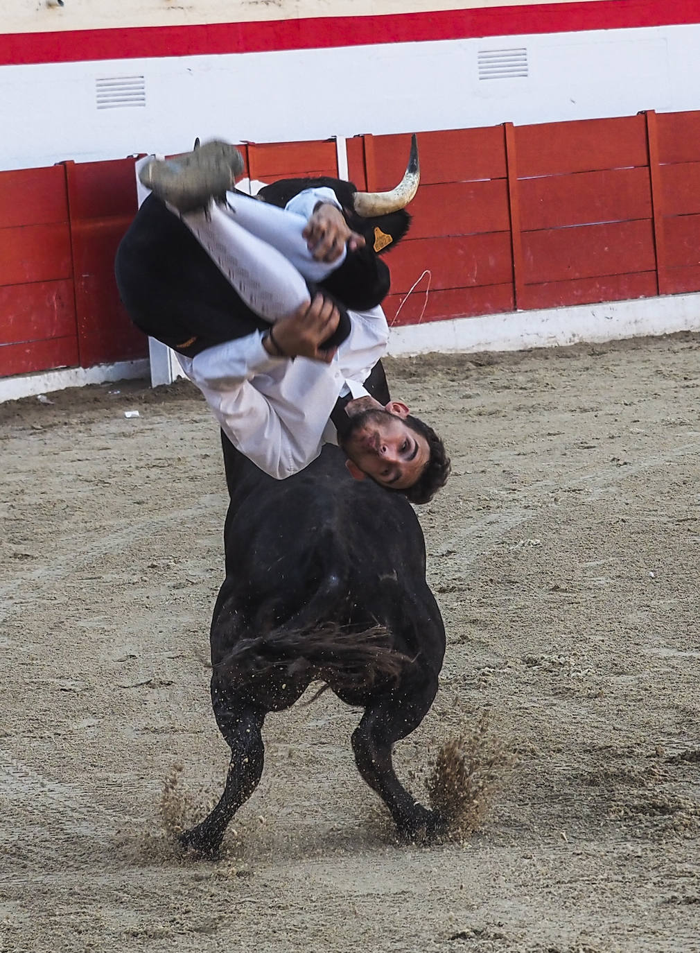 Fotos: Imágenes del concurso de recortadores de Ampuero