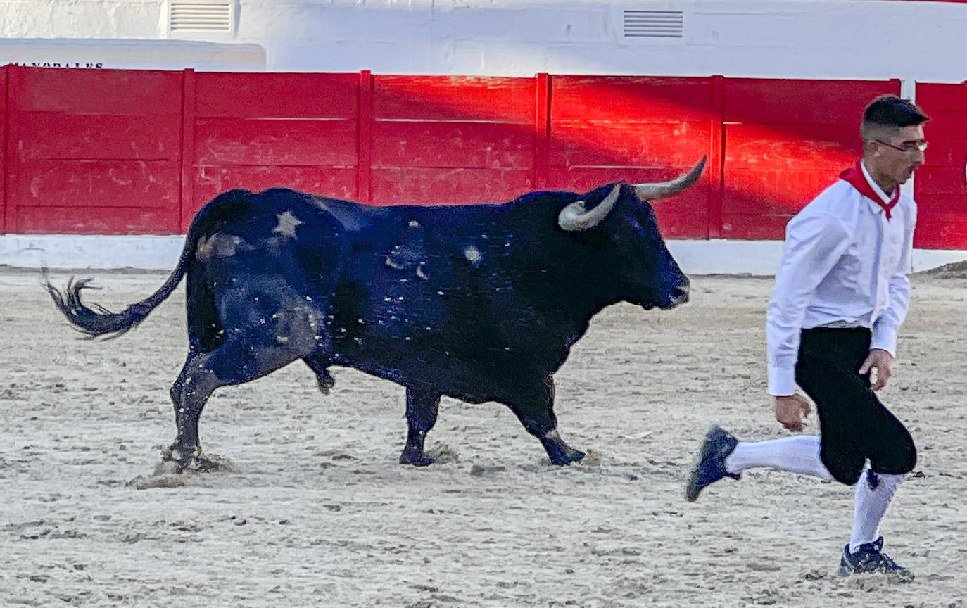 Fotos: Imágenes del concurso de recortadores de Ampuero