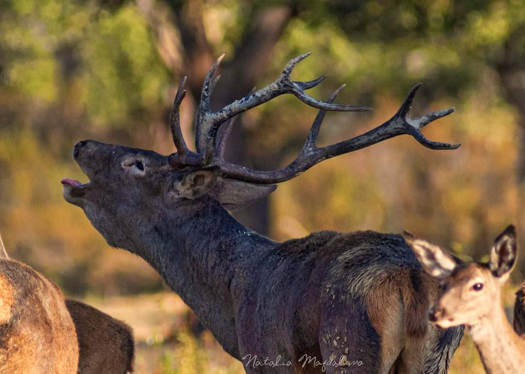 Los majestuosos reyes del bosque han comenzado la berrea este 2022 más temprano de lo que nos tenían acostumbrados otros años en Cantabria. 