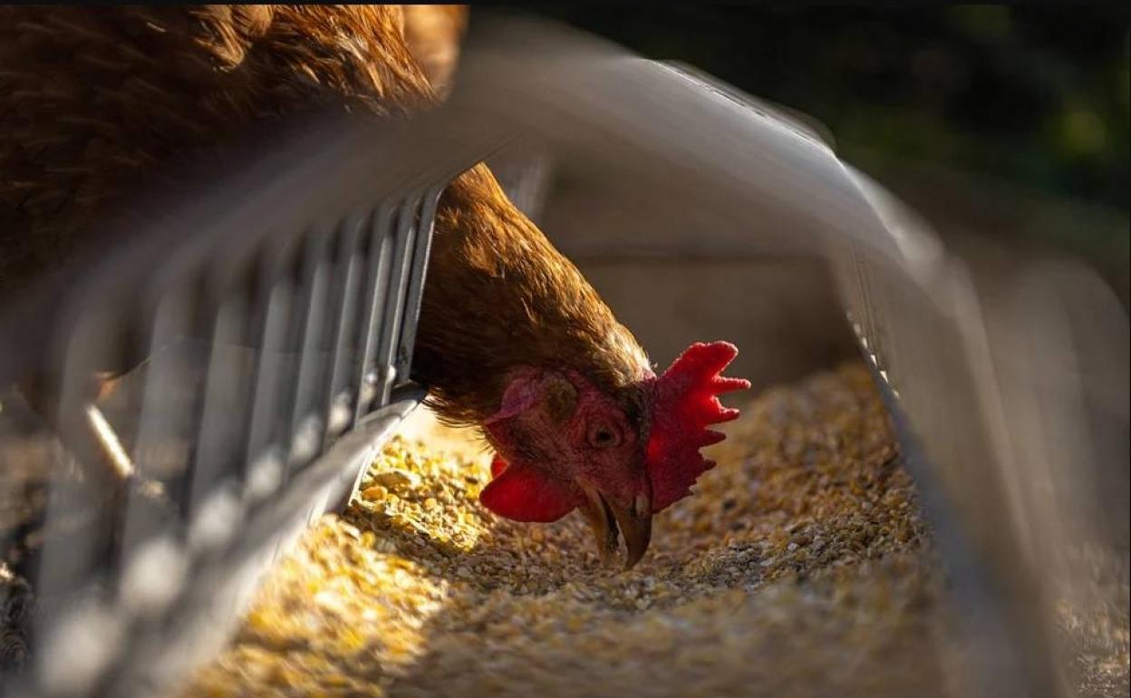 Una gallina come en una granja. 