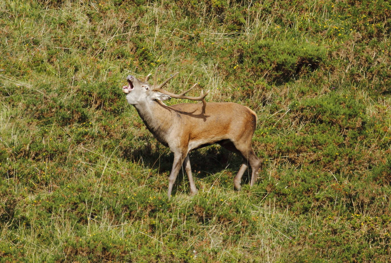 Fotos: Los montes cántabros ya resuenan con los bramidos de muchos venados