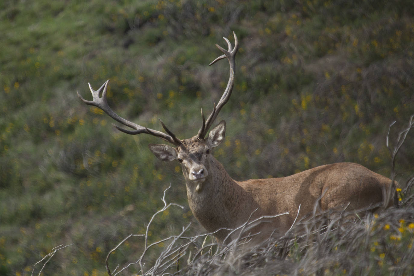 Fotos: Los montes cántabros ya resuenan con los bramidos de muchos venados