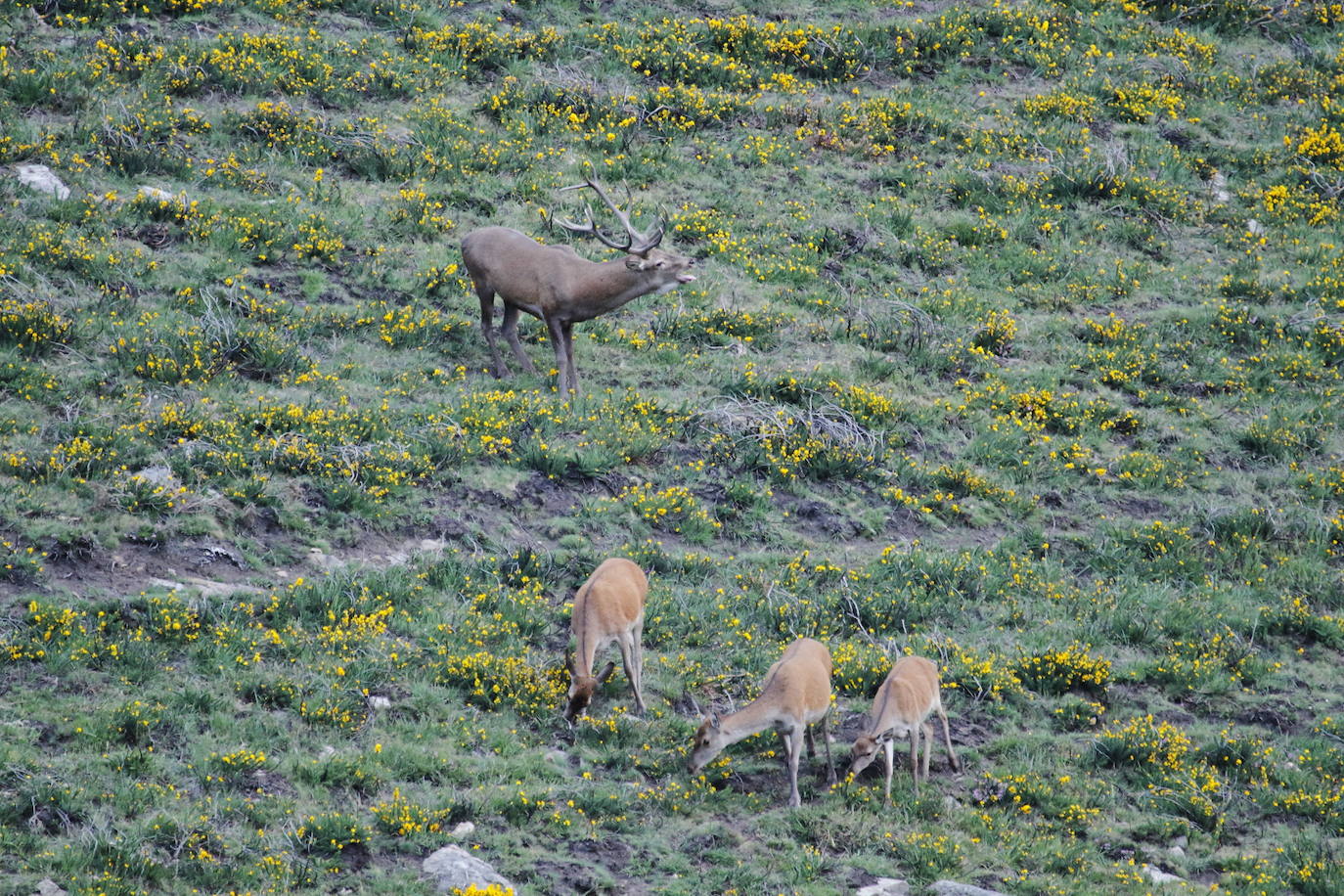 Fotos: Los montes cántabros ya resuenan con los bramidos de muchos venados