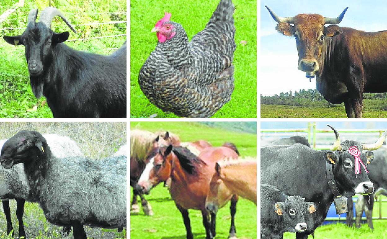 Seis de las razas en peligro de extinción en Cantabria.