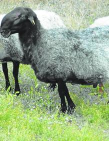 Imagen secundaria 2 - Arriba, cabra del Asón. Abajo, gallina cántabra y oveja carranzana variedad negra.